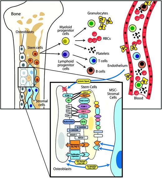 Figure 1. Model of support for hematopoietic stem cells by osteoblasts. The stem cell niche is composed of several members of the BMSC system, all derived from a common mesenchymal stem cell. Recent studies demonstrate that endosteal osteoblasts and their precursors play a critical role in the creation of a stem cell niche and thereby likely regulate stem cell maintenance, proliferation, and maturation. Central to this hypothesis is the demonstration that osteoblast-expressed regulatory components that influence stem cell function are likely to include cell-cell receptors, soluble and cell surface–associated cytokines, and growth factors. Each of these factors—those known and those yet to be determined—are likely influenced by mechanical, systemic (eg, PTH), and local (eg, BMPs, Ang-1) signals that regulate osteoblastic function. Furthermore, reciprocal cooperation between stem cells and osteoblasts and other cell types is likely to play a key role in the establishment and maintenance of the stem cell niche in the bone marrow.