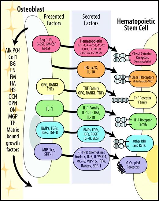 Figure 2. Model of secreted and cell-associated factors produced by osteoblasts that influence HSCs. Stem cell fate is influenced by specialized microenvironments that remain poorly defined. Osteoblast production of soluble hematopoietic supportive–secreted and cell-associated factors work in concert so that hematopoietic stem cells derive regulatory information from bone, accounting for the localization of hematopoiesis in bone marrow. Alk P04 indicates alkaline phosphatase; BG, byglycan; BMPs, bone morphogenic factors; ColI, collagen type I; FGFs, fibroblast growth factors; FL, Flt ligand; FM, fibromodulin; FN, fibronectin; HGF, hepatocyte growth factor; HS, heparin sulfate proteoglycan; IGFs, insulinlike growth factors; IFN, interferon; JE/MCP-1, JE/monocyte chemotactic protein-1; MGP, matrix Gla protein; OC, osteocalcin; ON, osteonectin; ONC-M, oncostatin-M; OP, osteopontin; PDGF, platelet-derived growth factor; PF4, platelet factor 4; RSTK, serine/threonine kinase receptor; RTK, tyrosine kinase receptor; and TP, thrombospondin.