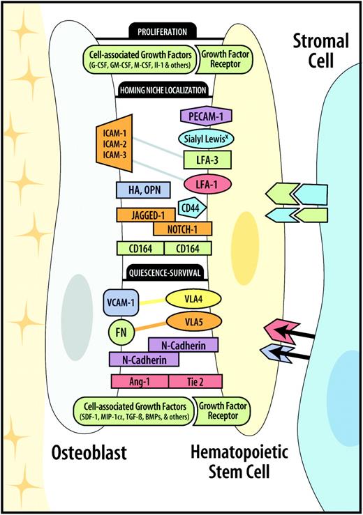Figure 3. Model of HSC-OB adhesion-ligand pairs. The homing and tethering of HSCs to the osteoblast–stem cell niche is a rapid and reversible process because HSCs can be released through changes in receptor activation/expression, shedding, or enzymatic cleavage. The mechanisms regulating this 2-way movement of HSCs are beginning to be elucidated. Molecules involved in this regulation include cell-associated growth factors and adhesion molecules. Cell-associated growth factors are known to induce the quiescence or survival, proliferation, and niche localization of HSCs. Similarly, adhesion molecules may be functionally divided into those that localize HSCs to their niches and those that, once engaged, regulate G0 quiescence and survival.