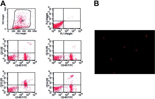 Figure 3. Flk1+CD31–CD34– cells from patients with CML give rise to hematopoietic cells in NOD/SCID mice. (A) Immunophenotype of BM specimen at day 62 showing predominant engraftment of myeloid cells with lower level of CD3 and CD19 cells. Besides, the engraftment of primitive human cells was confirmed in the BM of recipient mice by detection of CD34. (B) Human Y chromosome was detected by FISH (red signal) in the cells of bone marrow from mice that received a transplant (original magnification × 400). A 40×/0.65 objective lens was used.