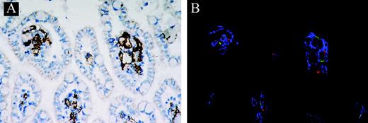 Figure 5. Immunofluorescence staining of human Flk1+CD31–CD34––derived endothelial cells. (A) Deparaffinized section of small intestine was stained with antimouse VWF antibody (original magnification × 200). (B) Small intestine was stained with antimouse VWF antibody, antihuman VWF antibody, or antihuman CD45 antibody. Confocal microscopic images of antimouse VWF (blue), antihuman VWF (green), and antihuman CD45 (red) are shown (original magnification × 200). A 20×/0.40 objective lens was used.
