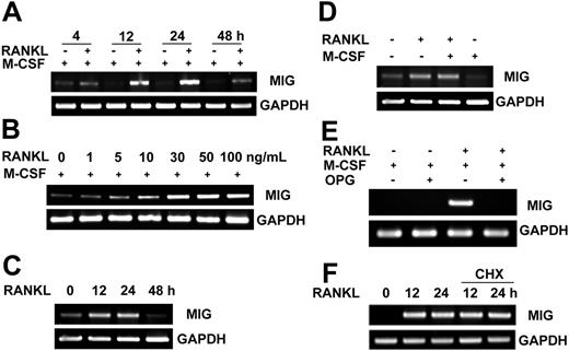 Figure 1. Induction of MIG mRNA expression by RANKL. (A) Time course of MIG mRNA induction by RANKL. Osteoclast precursors were stimulated with 50 ng/mL M-CSF or 50 ng/mL M-CSF plus 100 ng/mL RANKL for the indicated time. Total RNA was extracted from the treated cells. RNA was reverse transcribed and PCR amplified with MIG or GAPDH primers. (B) RANKL dose-dependent increase in MIG mRNA levels. Osteoclast precursors were treated with the indicated concentration of RANKL in the presence of 50 ng/mL M-CSF for 12 hours. (C) RANKL induction of MIG in the absence of M-CSF. Osteoclast precursors were stimulated with 100 ng/mL RANKL for the indicated time in the absence of M-CSF. (D) Lack of synergy between RANKL and M-CSF in MIG induction. Osteoclast precursors were incubated with 50 ng/mL M-CSF, 100 ng/mL RANKL, or both for 24 hours. (E) Inhibition of RANKL induction of MIG by OPG. Osteoclast precursors were pretreated with or without 500 ng/mL OPG and incubated with 50 ng/mL M-CSF and 100 ng/mL RANKL for 12 hours. (F) Effect of cycloheximide (CHX) on RANKL induction of MIG mRNA. Osteoclast precursor cells were pretreated with or without 1 μg/mL cycloheximide and were further stimulated with 50 ng/mL M-CSF plus 100 ng/mL RANKL for the indicated time. Total RNA was extracted from the treated cells. RNA was reverse transcribed and PCR amplified with MIG or GAPDH primers.