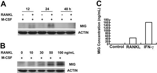 Figure 2. MIG protein expression stimulated by RANKL. Osteoclast precursors were treated with 50 ng/mL M-CSF or 50 ng/mL M-CSF plus 100 ng/mL RANKL for the indicated time (A) or were incubated with 50 ng/mL M-CSF plus the indicated concentration of RANKL for 24 hours (B). Cell lysates were prepared and subjected to Western blot analysis with anti-MIG antibody. The same membrane was stripped and reprobed with antiactin antibody. (C) Osteoclast precursors were treated with 100 ng/mL RANKL or 1 ng/mL IFN-γ for 24 hours. MIG concentrations in culture supernatants were determined using ELISA as described in “Materials and methods.”