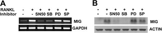 Figure 3. Effects of signaling inhibitors on expression of MIG induced by RANKL. Osteoclast precursors were pretreated with 30 μg/mL SN50, 20 μM SB203580, 1 μM PD98059, or 20 μM SP600125 for 30 minutes and were stimulated in the presence of 50 ng/mL M-CSF plus 100 ng/mL RANKL for 12 hours. Expression levels of MIG were analyzed by RT-PCR (A) or Western blot analysis (B).