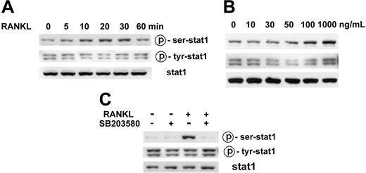 Figure 4. Stimulation of STAT1 serine phosphorylation by RANKL through the p38 MAPK pathway. (A) Time course of STAT1 phosphorylation by RANKL. Osteoclast precursors were serum starved for 12 hours and were stimulated with 100 ng/mL RANKL for the indicated time. Cell lysates were subjected to Western blotting for the phosphorylation of STAT1 at Ser727 and Tyr701 using antiphosphospecific STAT1 antibodies (top and middle rows). The same membrane was stripped and reprobed with anti-STAT1 antibody (bottom row). (B) Serine phosphorylation of STAT1 dependent on RANKL dose. Osteoclast precursors were serum starved for 12 hours and then stimulated with the indicated concentration of RANKL for 10 minutes. Western blot analysis was carried out as described. (C) Effects of p38 inhibitor on RANKL-induced phosphorylation of STAT1. Osteoclast precursors were deprived of serum for 12 hours and were pretreated with 20 μM SB203580, followed by stimulation with 100 ng/mL RANKL for 10 minutes. Cell lysates were prepared and subjected to Western blot analysis, as described.
