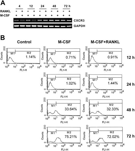 Figure 6. Expression of CXCR3, the MIG receptor, in osteoclast precursors and differentiating osteoclasts incubated with M-CSF. (A) Osteoclast precursors were stimulated with 50 ng/mL M-CSF or 50 ng/mL M-CSF plus 100 ng/mL RANKL for the indicated time. Total RNA was extracted from the treated cells and subjected to RT-PCR analysis with CXCR3 or GAPDH primers. (B) Cells were prepared as described in panel A. The presence of CXCR3 on the cell surface was analyzed by flow cytometry, as described in “Materials and methods.”