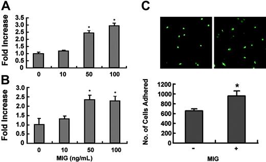 Figure 7. Effect of MIG on adhesion of osteoclast precursors and TRAP+ osteoclasts. (A) Osteoclast precursors were treated with 50 ng/mL M-CSF for 60 to 72 hours. Cells were incubated for 10 minutes on fibronectin-coated culture plates supplemented with the indicated concentration of MIG. Nonadherent cells were washed with PBS, and adherent cells were stained with hematoxylin and counted under a light microscope. *Significant difference from the medium control (P < .01). (B) Osteoclast precursors were treated with 50 ng/mL M-CSF plus 100 ng/mL RANKL for 60 to 72 hours. Cells were added to the vitronectin-coated culture plates, supplemented with the indicated concentration of MIG, and incubated for 10 minutes. Adhesion assays were performed as described. *Significant difference from the medium control (P < .01). (C) Osteoclast precursors from wild-type mice and GFP-transgenic mice were treated with 50 ng/mL M-CSF plus 100 ng/mL RANKL for 60 to72 hours. GFP-expressing cells were then transferred to dishes containing non-GFP cells and were incubated for 1 hour in the presence or absence of 100 ng/mL MIG. Dishes were washed to remove unbound cells, and the number of bound cells was scored under a fluorescence microscope. *Significant difference from the medium control (P < .01).