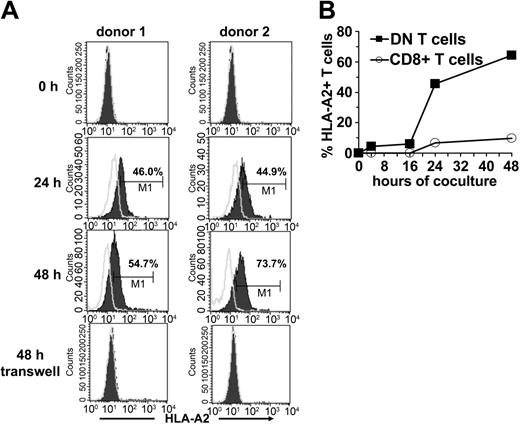 Figure 6. Transfer of HLA-A2 molecules from HLA-A2+ DCs to HLA-A2-DN and CD8+ T-cells. FACS-sorted DN and CD8+ T cells from an HLA-A2- donor were cocultured with mature HLA-A2+ DCs at a ratio of 1:1. At indicated time points cells were harvested and analyzed for the expression of HLA-A2 on forward/side scatter (FSC/SSC)–gated lymphocytes. (A) Histograms show the kinetics (before, 24 hours, and 48 hours after coculture) of HLA-A2 expression (solid lines) on DN T cells from 2 healthy donors (left column, donor no. 1; right column, donor no. 2) after coculture or in a transwell system. Open lines indicate isotype control. (B) Percentage of HLA-A2+ DN (▪) and CD8+ T cells (○) from HLA-A2- donors at different time points of coincubation with HLA-A2+ DCs are shown.