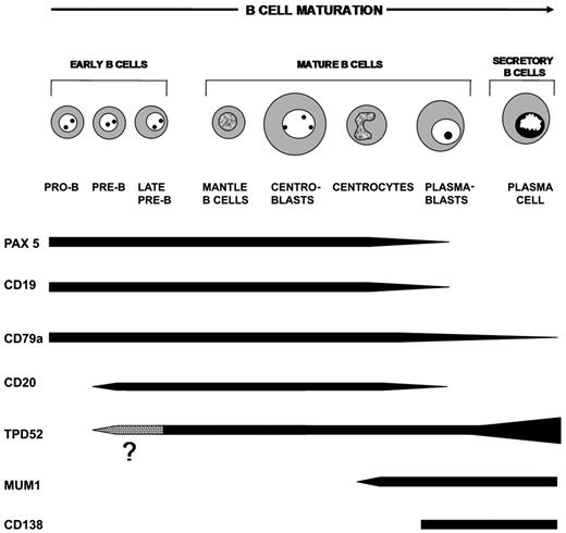 Figure 7. Expression of TPD52 during normal B-cell ontogenesis. Differences in TPD52 expression compared with other B-cell/plasma cell–associated proteins are highlighted by the corresponding bars. It is not yet determined at which stage of normal early B-cell differentiation expression of the TPD52 first occurs (dotted area).