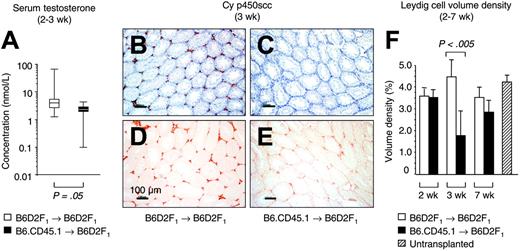 Figure 1. Injury to LC during an acute GVHR. Experimental acute GVHD was induced by transfer of 60 × 106 parental B6.CD45.1 splenocytes to unirradiated B6D2F1 mice (▪), whereas B6D2F1 mice that received syngeneic transplants (□) served as controls. (A) Determinations of serum testosterone by radioimmunoassay were done at the Institute for Reproductive Medicine (University of Muenster, Muenster, Germany). The graph represents pooled data from 8 (non-GVHD) and 7 (GVHD) mice, respectively, that were analyzed between 2 and 3 weeks after transplantation in 1 independent experiment. Three experiments were performed, with similar results. Medians are represented by horizontal bars within the quartile boxes, the ranges are given by vertical bars. Mann-Whitney U test, P = .05 syngeneic versus allogeneic transplantation. (B-E) Paraffin sections (6 μm) of testicular tissue were analyzed for LC-specific Cy p450scc expression (in red color) at 3 weeks after transplantation in mice without (B,D) and with GVHD (C,E). The nuclear counterstain (hematoxylin) is displayed in panels B and C for both groups in blue color. The horizontal bars represent 100 μm.A20×/0.5 HC-PL Fluotar objective lens was used (Leica). Photographs were taken with a KY-F55B-type JVC camera. (F) Sections from mice without and with GVHD were stained with antibody to Cy p450scc and were subjected to computer-aided quantitative morphometric analysis of the LC compartment. The LC volume density (%) was calculated from 5 random high-powered microscope fields per tissue section, with 5 sections per testis (serial sections separated by 30 μm; total of 25 fields per mouse). The figure depicts representative data (mean ± SD) from 1 (of 3) independent experiments, with 5 mice analyzed for each group. B6D2F1 mice infused with syngeneic (□) or allogeneic (▪) donor T cells. Unpaired t test, P < .005 syngeneic versus allogeneic transplantation. Untransplanted, naive B6D2F1 mice served as additional controls (▨).
