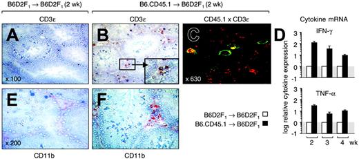 Figure 2. Alloreactive donor T cells infiltrate the testis during an acute GVHR. Acute GVHD was induced as in Figure 1. (A,B) Frozen sections from testicular tissues were analyzed at 2 weeks after transplantation for the presence of CD3ϵ+ cells in mice without (A) and with (B) GVHD. A cluster of CD3+ T cells present in the interstitial space between the seminiferous tubules is highlighted in panel B. Original magnification × 100 (magnification for inset × 300). (C) Donor T cells are present in testis. Colocalization of CD3ϵ and CD45.1 was detected by confocal microcopy in mice that received allogeneic transplants. The panel shows cells that stain simultaneously for red (CD3/Cy3) and green (CD45.1/FITC) color. Original magnification × 630. (D) Analysis of cytokine mRNA expression by quantitative PCR. Transcripts for IFN-γ and TNF-α were measured in frozen testicular tissue isolated from mice at 2 to 4 weeks after T-cell infusion. The y-axis represents the x-fold increase of cytokine mRNA in mice with acute GVHD when compared with mice without GVHD (normal transcriptional activity is set as 1). Mean ± SD. (E,F) Frozen sections from testicular tissues were analyzed at 2 weeks after transplantation for the presence of CD11b+ cells (shown in red) in mice without (E) and with (F) GVHD. Original magnification × 200. B6D2F1 mice infused with syngeneic (□) or allogeneic (▪) donor T cells.