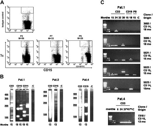 Figure 3. Multipotent transduced progenitors contribute to hematopoiesis. (A) Long-term γc expression on circulating CD15+ granulocytes. The proportions of transduced granulocytes are 0.19% for P2, 0.12% for P7, and 0.3% for P9 at 56, 33, and 26 months (M indicates months) after gene therapy, respectively. An isotype control ofγc is also shown (upper panel). (B) LAM-PCR analysis of CD14 and CD15 FACS-sorted myeloid cells. DNA samples directly isolated from sorted peripheral blood leukocytes (CD3: 2 to 20 ng; myeloid cells: 10 to 100 ng) were analyzed at different time points after treatment. Compared with the polyclonal pattern of insertion sites in the CD3 samples, oligoclonal insertion was observed in the myeloid cell populations. Individual myeloid LAM-PCR amplicons were sequenced to obtain the insertion site fusion sequences. The genomic component of all fusion sequences was aligned to the human genome (Table 1). Numbers denote months after reinfusion; CD3, T cells; CD14, monocytes; CD15, granulocytes; -C, water control. (C) Follow-up tracking of CD14- and CD15-derived myeloid insertion sites in T cells. The sequence information of 7 individual retroviral integration sites was used to design genomic flanking primers that were unique for each individual site. Follow-up tracking was performed on 1 to 200 ng of purified T cells at different time points after genetic correction and reinfusion. In highly purified T cells, 6 of the 7 myeloid insertion sites (P1: clones 5521, 5522, 5523, 3682, 3686; P4: clone 7318) could be retrieved at different time points, thus demonstrating that multipotent progenitor cells were genetically corrected and engrafted in this clinical trial. Note that the 2 additional tracking PCR amplicons found with tracking primers for clone 5522 (P1; fourth panel from top) 24 and 38 months after gene transfer have been sequenced and correspond to individual unique integration sites different from clone 5522, detected due to partial genome homology of the flanking primers used. Arrows with numbers denote position and size of specific PCR amplicons in base pairs. White asterisks on gels (C) indicate sequenced; (Pat. 4) 37° indicates after chemotherapy; and 41°° indicates after allotransplantation; months, time after gene therapy; CD3, T cells; CD19, B cells; PB, peripheral blood mononuclear cells; CD14, granulomonocytic cells; CD15, granulocytes; -C, 1.0 μg nontransduced human leukocyte DNA was used as a negative control; first lane, 100-bp ladder.