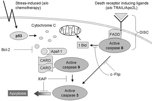 Figure 1. Schematic representation of both major apoptosis signaling pathways. Chemotherapy causes DNA damage, inducing p53-controlled cytochrome c release from mitochondria, which then binds to apoptosis-activating factor-1 (Apaf-1), resulting in the activation of caspase 9, followed by the activation of effector caspases including caspase 3. Bcl-2 inhibits apoptosis at the level of cytochrome c release, whereas XIAP exerts its antiapoptotic effect through interaction with active caspase 9 and with active caspase 3.6 After ligation, death receptors signal cell death by inducing a death-inducing signaling complex (DISC) composed of the cytoplasmic adapter protein Fas-associated death domain (FADD) and caspase 8. Activated caspase 8 can activate caspase 3 directly and indirectly by the truncation of Bid. The truncated form of Bid (tBid) translocates to mitochondria leading to cytochrome c release and activation of the caspase 9-mediated pathway. c-Flip inhibits caspase 8 activation by interfering with the recruitment and the processing of pro-caspases within the DISC.7