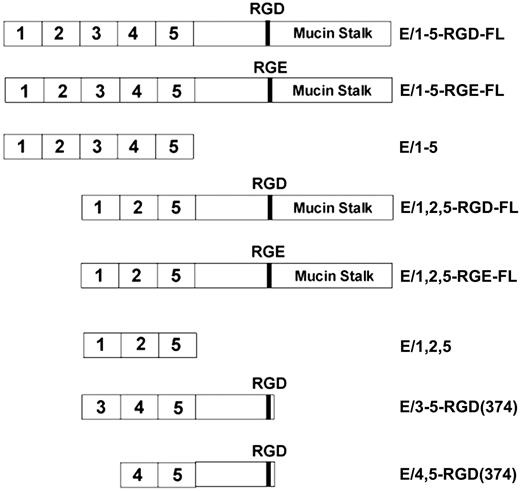 Figure 1. Structure of CD97 soluble proteins. Constructs encompassing the extracellular domain of CD97 up to the natural proteolysis processing site at amino acid 531 are designated full length (FL). Isoforms containing 3 (E/1,2,5) or 5 (E/1-5) EGF-like repeats, an RGD motif, and mucin stalk, as well as RGD to RGE and various deletion mutants, were used in this study.