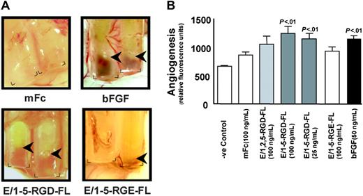 Figure 2. DIVAA analysis of purified recombinant CD97 proteins. (A) Angioreactors were prepared as described and recovered after 9 days.30 Shown are angioreactors containing Matrigel and either the mFc backbone protein, bFGF, E/1-5-RGD-FL (100 ng/mL), or E/1-5-RGE-FL (100 ng/mL). The corners at the open end of the angioreactors are marked, and arrows indicate the depth of invasion by new vessel formation. Image acquisition was performed as described elsewhere.30 (B) DIVAA was quantitated by intravenous injection of FITC-dextran, killing of the mice after 20 minutes, and recovery of the angioreactors, dispase digestion, and fluorescence spectroscopy. One representative experiment from a total of 3 that were performed is shown. Results are expressed in fluorescence units as the average plus or minus the standard error of the mean (SEM), n = 4. Student t test comparison of results for bFGF versus Matrigel alone and for E/1-5-RGD-FL at 100 ng/mL and 25 ng/mL versus mFc protein was significant (P < .01). The E/1-5-RGE-FL sample was assayed separately from the others and is the average of 4 angioreactors. Florescence units have been normalized to mFc protein (100 ng/mL) performed in the same experiment.