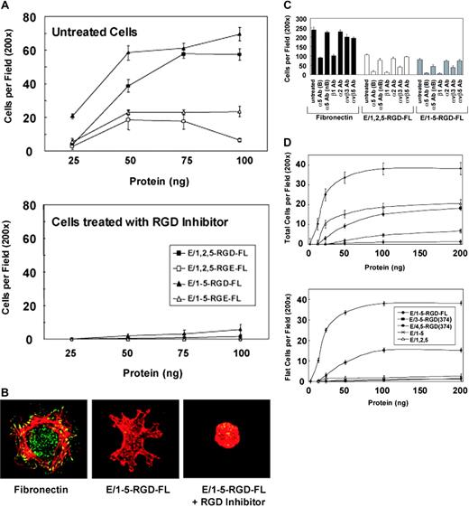 Figure 3. CD97 binds to HUVECs through α5β1 and αvβ3. (A) HUVEC attachment to increasing amounts of plate-bound purified CD97 are shown. CD97 splice variants, possessing an Asp(D) to Glu(E) mutation in the RGD motif, also were used in the adhesion assay (top panel). In addition, cells were treated with a competitive inhibitor of RGD (300 μm) to determine the necessity of the RGD sequence in HUVEC interaction with CD97 (bottom panel). ▪ indicates E/1, 2, 5-RGD-FL; □ indicates E/1, 2, 5-RGE-FL; ▴ indicates E/1-5-RGD-FL; ▵ indicates E/1-5-RGE-FL. (B) HUVECs adhere to CD97 with a distinct morphology. Representative cells are shown following their attachment and spreading on coverslips coated with fibronectin or 10 μg/mL E/1-5-RGD-FL. Fixed cells were observed by staining cellular actin with Texas Red phalloidin and focal adhesions with antivinculin antibody followed by an FITC-conjugated secondary antibody. Image acquisition was performed as described elsewhere.30 (C) Adhesion of HUVECs to CD97 involves α5β1 and αvβ3 integrins. HUVEC binding to fibronectin or 10 μg/mL soluble 3EGF(E/1,2,5-RGD-FL) or 5EGF(E/1-5-RGD-FL) CD97 splice variants was determined. To assess the role of integrins on adhesion, cells were treated with function-blocking anti-integrin monoclonal antibodies (20 μg/mL) for 30 minutes before being added to the adhesion assay plate. (D) Deletion mutants of E/1-5-RGD-FL were used in the adhesion assay. Total attached cells are shown in the top panel and nonrounded cells are shown in the lower panel. E/3-5-RGD-374 containing EGF repeats 3, 4, and 5, as well as the RGD motif, stimulated HUVEC binding, whereas a similar construct containing EGF repeats 4 and 5 and the RGD motif did not. EGF-like repeats in the absence of the RGD motif resulted in only rounded cells binding. indicates E/1-5-RGD-FL; ▪ indicates E/3-5-RGD(374); • indicates E/4, 5-RGD(374); × indicates E/1-5; ▵ indicates E/1, 2, 5. Results shown are representative of at least 10 replicates. Data show mean number of cells per ×200 microscopic field. Error bars represent ± standard error of the mean; n = 5.