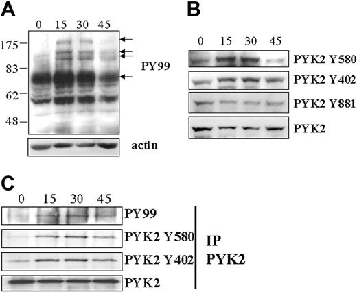 Figure 5. Ephrin-A1 induces intracellular tyrosine phosphorylation in CD4+ T cells. (A) CD4+ T cells were stimulated for the indicated times (in minutes) with ephrin-A1-Fc, and subcellular fractionation was performed. The Western blot was incubated with the antiphosphotyrosine antibody PY99. Molecular mass in kDa is shown to the left. Arrows indicate induced phosphorylation. Actin serves as loading control. (B) Incubation of antiphospho-PYK2 antibodies (PYK2 Y580, PYK2 Y403, and PYK2 Y881; Y indicates tyrosine) and total PYK2 antibody to Western blot of subcellular fractionated lysates after ephrin-A1 stimulation. Induced PYK2 phosphorylation is seen on tyrosine residues 580 and 402. (C) PYK2 was immunoprecipitated (IP PYK2) from CD4+ T cells after ephrin-A1 stimulation. Phosphorylated PYK2 was then detected using antiphosphotyrosine antibody PY99 or antiphospho-PYK2 antibodies. Total PYK2 expression serves as control.