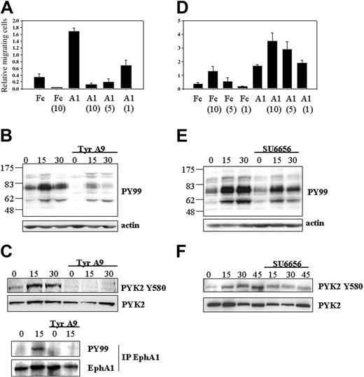 Figure 6. Effect of Tyrphostin-A9 and SU6656 on ephrin-A1-induced chemotaxis and intracellular signaling. (A) Effect of Tyrphostin-A9 on ephrin-A1-induced SDF-1α chemotaxis. Fc indicates control Fc; A1, ephrin-A1-Fc. Peripheral blood CD4+ cells were preincubated with the indicated concentrations of Tyrphostin-A9 (in μM) shown in parentheses. SDF-1α was added to the lower chamber and Fc and A1 to the transwell. SEM is shown for 4 different experiments. (B) Effect of Tyrphostin-A9 on ephrin-A1-induced intracellular tyrosine phosphorylation. CD4+ T cells were preincubated with or without 10 μM Tyrphostin-A9 (Tyr A9) and then stimulated for the indicated times (in minutes) with ephrin-A1-Fc. The Western blot of the cytosol + plasma membrane fraction was incubated with the antiphosphotyrosine antibody PY99. Molecular mass in kDa is shown to the left. Actin detection serves as loading control. (C) Effect of Tyrphostin-A9 on PYK2- and EphA1-induced tyrosine phosphorylation. CD4+ T cells were preincubated or not with 10 μM Tyrphostin-A9 (Tyr A9) before stimulation with ephrin-A1-Fc for the indicated time points (in minutes). Western blot was incubated with antiphospho-PYK2 Y580 antibody. Total PYK2 detection serves as loading control. EphA1 was immunoprecipitated (IP) from cell lysates before SDS-PAGE. Phosphorylation of EphA1 was detected with the PY99 antibody. The blot was then stripped and EphA1 levels were confirmed with an anti-EphA1 antibody. (D) Effect of src-family kinase inhibitor SU6656 on ephrin-A1-induced SDF-1α chemotaxis. Fc indicates control Fc; and A1, ephrin-A1-Fc. CD4+ cells were preincubated with the indicated concentrations of SU6656 (in μM) shown in parentheses. SDF-1α was added to the lower chamber and Fc and A1 to the transwell. SEM is shown for 4 different experiments. (E) Effect of SU6656 on ephrin-A1-induced intracellular tyrosine phosphorylation. CD4+ T cells, preincubated or not with 10 μM SU6656, were stimulated for the indicated times (in minutes) with ephrin-A1-Fc. Western blot of cytosol + plasma membrane fraction was incubated with the antiphosphotyrosine antibody PY99. Molecular mass in kDa is shown to the left. Actin detection serves as loading control. (F) Effect of SU6656 on ephrin-A1-induced tyrosine phosphorylation of PYK2. CD4+ T cells were preincubated or not with 10 μM SU6656 and lysates were subcellular fractionated. Western blot was incubated with antiphospho-PYK2 Y580 antibody. Total PYK2 detection serves as loading control.