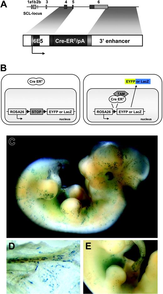 Figure 1. Temporally controlled, tamoxifen-dependent recombination in HSC-SCL-Cre-ERT embryos. (A) The 6E5/Cre-ERT/3′enh construct used to generate HSC-SCL-Cre-ERT transgenic mice. The 6E5 genomic fragment containing the SCL exon 4 promoter combined with a 5.5-kb Scl 3′ enhancer sequence was used to control expression of Cre-ERT. White, light gray, and dark gray boxes represent introns, untranscribed exon, and transcribed exon sequences, respectively. (B) Schematic drawing of the transgenic system used in this study. Upon tamoxifen (TAM) treatment, the Cre-ERT recombinase is translocated and the stop-cassette is removed, inducing expression of Eyfp or lacZ. (C) LacZ staining of E12.5 HSC-SCL-Cre-ERT;R26R embryos revealed positive staining of the fetal liver and scattered LacZ-positive cells throughout the embryo. (D) View on the visceral side of the E12.5 yolk sac, showing spindle-shaped LacZ-positive endothelial cells within blood vessels. (E) Latero-medial view onto the fetal liver. (C-E) LacZ whole-mount staining after maternal tamoxifen injections E9.5 0.5 mg, E10.5 1 mg, and E11.5 2 mg.
