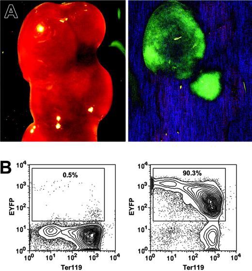Figure 3. HSC-SCL-Cre-ERT–mediated recombination in CFU-S12 of adult bone marrow. Lethally irradiated recipients were transplanted with 7.5 × 104 bone marrow cells of tamoxifen-treated HSC-SCL-Cre-ERT;R26R-EYFP mice (n = 4, 2 mg tamoxifen per day for 14 days, transplanted 2 weeks after last injection). The recipients were killed 12 days later, and the spleens were harvested for analysis. (A) EYFP-positive CFU-S12 colonies were visualized with a fluorescent dissection microscope (left panel, bright field; right panel, eGFP filter). (B) Single CFU-S12 colonies were microdissected, stained for Ter119, and analyzed by flow cytometry. Representative plots of an EYFP-negative (left panel) and an EYFP-positive colony (right panel) are shown. Percentages refer to the proportion of EYFP-positive cells within single microdissected CFU-S12 colonies.