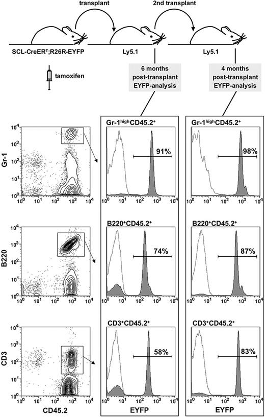 Figure 4. Analysis of Eyfp expression in primary and secondary recipients. (A) Overview of the experimental strategy: bone marrow of tamoxifen treated (5 mg day 1, 2 mg days 2-5) HSC-SCL-Cre-ERT;R26R-EYFP mice (n = 2) was transplanted (day 8) into lethally irradiated congenic recipients (Ly5.1/CD45.1). After 6 months primary recipient bone marrow was transplanted into secondary recipients (Ly5.1/CD45.1). Peripheral blood was analyzed 6 months after the primary and 4 months after secondary transplants. The proportion of EYFP-positive cells was determined within donor-derived peripheral blood granulocytes (Gr-1highCD45.2+), B cells (B220+CD45.2+), and T cells (CD3+CD45.2+). Representative plots are shown, and the indicated percentages represent means of 2 to 4 recipient mice. Dashed lines represent negative controls.