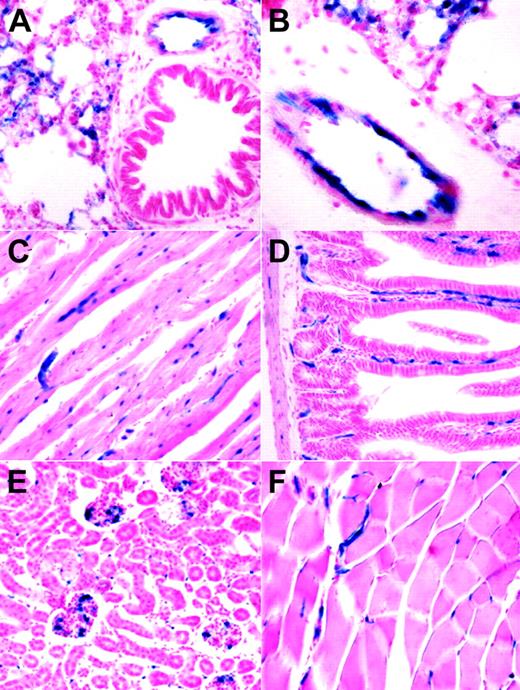 Figure 5. Analysis of lacZ expression within adult organs of tamoxifen-treated HSC-SCL-Cre-ERT;R26R mice. Mice were injected with tamoxifen (2 mg every 48 hours for 2 weeks), and adult organs were harvested for lacZ analysis one day after the last injection. (A, B) In adult lung, lacZ expression was present in endothelial cells of larger vessels. LacZ activity also was present in smaller lung capillaries. (C) Within adult myocardium, capillaries stained positive for LacZ. (D) Capillaries of intestinal villi and the intestinal wall were LacZ positive. (E) In kidney, scattered LacZ staining was observed within glomeruli and intertubular space. (F) In skeletal muscle, LacZ-positive vessels were present between muscle fibers. Original magnification (panels A, C-F), × 20; (panel B), × 40.