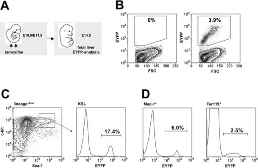 Figure 6. Tamoxifen-induced recombination within embryonic hematopoiesis. (A) Maternal tamoxifen injections were carried out on day E10.5 (1 mg) and E11.5 (2 mg). Embryonic fetal livers were harvested for flow cytometric analysis 3 days later (E14.5). (B) The proportion of Eyfp-expressing cells within total fetal liver cells from R26R-EYFP (left panel) and HSC-SCL-Cre-ERT;R26R-EYFP (right panel, SD ± 1.0%) littermates was determined. (C) The percentage of Eyfp-expressing cells also was determined within the c-kit+Sca-1+lineage–/low population (SD ± 2.2%). (D) Additionally, Eyfp expression within lineage-committed fetal liver cells was determined: Mac-1+ (SD ± 1.3%) and Ter119+ (SD ± 0.8%) populations. Representative plots are shown, and indicated percentages represent means (n = 7).