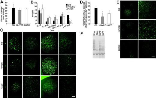 Figure 2. Quantitation of the clonogenic and proliferative potential of single cord blood endothelial cells derived from EPC colonies, HUVECs, and HAECs. (A) The percentage of single cord blood (CB) EPC-derived ECs, HUVECs, or HAECs undergoing at least one cell division after 14 days of culture. Results represent the average of 5 independent experiments using single ECs derived from different donors. (B) Number of cell progeny derived from a single CB EPC-derived EC (□), HUVEC (▦), or HAEC (□) in an individual well after 14 days of culture. *P < .01 by Student paired t test for comparison of a single CB-derived EC versus either a single HUVEC or HAEC. (C) Representative photomicrographs (× 50 magnification) of the different EC clusters (less than 50 cells) or colonies (more than 50 cells) derived from a single cord blood EPC-derived EC, HUVEC, or HAEC. Results are representative of 4 other independent experiments utilizing cells from different donors. Scale bar in photomicrographs represents 100 μm. (D) Percent of the cell progeny derived from a single cord blood EPC-derived EC, HUVEC, or HAEC that formed secondary colonies or rapidly grew to cell confluence after 7 days of culture in a 24-well tissue culture plate. Results represent the average ± SEM of 4 independent experiments using cells derived from 4 different donors. *P < .01 by Student paired t test for comparison of a single CB-derived EC versus either a single HUVEC or HAEC. (E) Representative photomicrographs (× 50 magnification) of the secondary EC colonies or confluent cell monolayers derived from the cell progeny of a single plated cord blood EPC-derived EC, HUVEC, or HAEC in a 24-well plate after 7 days in culture. Scale bar in photomicrographs represents 100 μm. (F) Telomerase activity in an HPP-ECFC (HPP) and LPP-ECFC (LPP) colony derived from HUVECs. “Pos” indicates telomerase activity in HeLa cells, which were used as a positive control, and “neg” indicates a negative control. Results are representative of 4 other independent experiments. Similar differences in telomerase activity were observed between HPP-ECFC and LPP-ECFC colonies isolated from cord blood ECs and HAECs (data not shown).