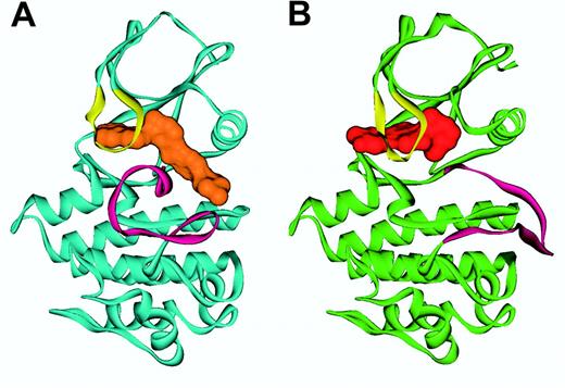 Figure 5. Ribbon representation of ABL in complex with imatinib and ID180970. Shown is (A) the conformation of Abl (blue) in complex with imatinib (orange), with the A-loop (magenta) in a “closed” conformation, and (B) the Abl conformation (green) in the PD180970 (red) complex with the A-loop (magenta) in an “open” conformation. The P-loop (yellow) folds down over the inhibitor in both cases. Figure prepared by Sandra W. Cowan-Jacob based on reported structures.85,88