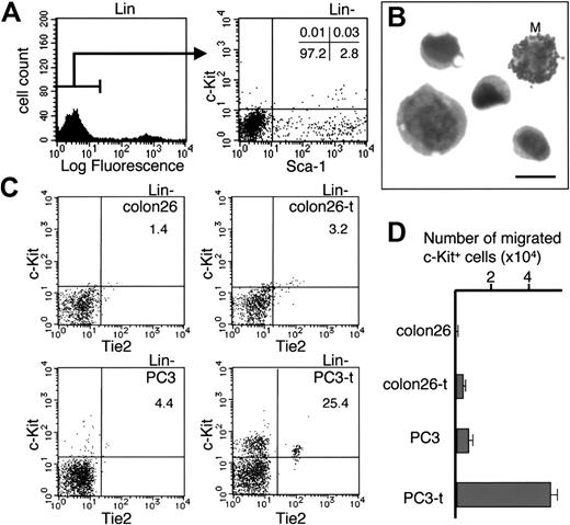 Figure 5. Phenotype of c-Kit+ HCs located in the tumor. (A) Fluorescence-activated cell sorter (FACS) analysis of cells in PC3 tumor tissue. The numbers in each quadrant represent the percentage of gated Lin– cells. (B) Phenotype of c-Kit+ HCs sorted from PC3 tumor tissue by FACS. Cells fixed on glass were analyzed by May-Grünwald-Giemsa staining. M indicates mast cell. Bar indicates 10 μm. (C) FACS analysis of migrated BM cells by tumor lysates. The number in the upper right quadrant indicates the total percentage of migrated c-Kit+ cells. (D) Chemotaxis of c-Kit+ HCs in the presence of the lysates of various tumor cells. Colon26 indicates cell lysate from in vitro culture of colon26 cells; colon26-t, lysate of cells from colon26 tumor; PC3, cell lysate from in vitro culture of PC3 cells; PC3-t, lysate of cells from PC3 tumor. Results are expressed as the mean number in 3 experiments (± SEM).