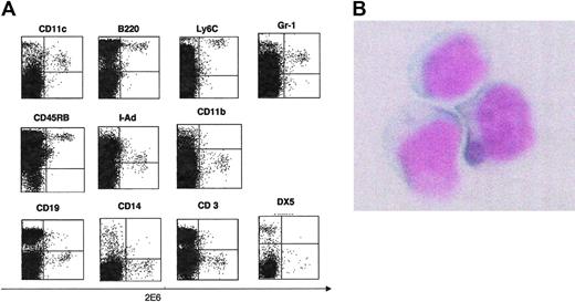 Figure 2. Staining with various cell surface antigens and 2E6 on freshly isolated splenic lymphocytes. (A) Staining of freshly isolated splenocytes with 2E6 mAb. Freshly isolated splenocytes from BALB/c mice were stained with various Abs (CD11c, B220, Ly6C, CD45RB, Gr-1, I-Ad, DX5, CD19, CD14, CD11b, and CD3) in combination with 2E6 mAb. (B) Morphologic features of 2E6+ cells. CD3+, CD19+, CD11b+, CD14+, and DX5+ cells were depleted from freshly isolated spleen cells by Auto MACS. The 2E6+ cells were then sorted by cell sorter (BD Biosciences). Cells were plated onto slides by centrifugation and stained with May-Giemsa (original magnification, × 1000). Micrography was performed using a Nikon OPTIPHOT-2 microscope equipped with a Plan 40 objective lens, the numerical aperture of which was 0.70 (Nikon, Tokyo, Japan). Images were acquired using a COOLPIX 990 3.34-megapixel camera (Nikon) and Preview software 2.1.0 (Apple Computer, Cupertino, CA).