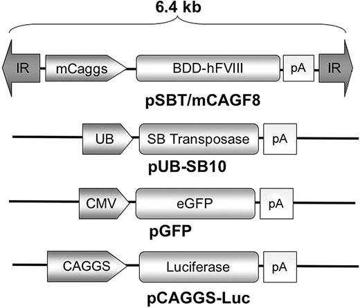 Figure 1. Plasmid vectors. pSBT/mCAGF8 contains a cytomegalovirus (CMV) enhancer/beta-actin chimeric promoter with a mini-intron (mini-Caggs; see Materials and methods) regulating expression of a BDD hFVIII cDNA followed by a rabbit beta-globin polyadenylation signal. The inverted repeat (IR) sequences serve as transposase binding sites and thus form the termini of the integrating unit, which is roughly 6.4 kb in length. pUB-SB10 contains a first generation “SB-10” transposase sequence regulated by a ubiquitin C promoter followed by an SV40 polyadenylation signal. pGFP is regulated by a CMV promoter, and pCAGGS-LUC is regulated by a full-length CAG promoter, each containing a rabbit beta-globin polyadenylation signal.