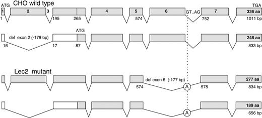Figure 1. Hamster CMP–sialic acid transporter transcripts of CHO and Lec2 cells. The heterozygous exon 2 deletion is present in both CHO and Lec2 cell lines, whereas the homozygous deletion of exon 6 is present only in the mutated Lec2 cell line. This deletion is generated by the G>A substitution in the donor splice site of intron 6 (IVS6 + 1G>A). aa, amino acid.