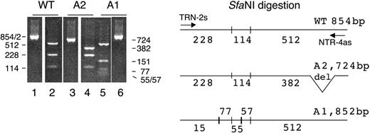 Figure 3. SfaNI restriction of the normal wild-type 854-bp fragment (WT) and the 2 patient fragments of 724 bp (A2) and 852 bp (A1). The cDNAs were amplified by PCR with the primers TRN-2s and NTR-4as (Table 1). The SfaNI digestion of the wild type gives 3 fragments of 228, 114, and 512 bp in the wild type; 3 fragments of 228, 114, and 382 bp in the patient's A2 allele; and 5 fragments of 151, 77, 55, 57, and 512 bp in the patient's A1 allele. The size reduction from 512 to 382 of the third A2 digestion fragment is due to the lack of the 130 bp corresponding to the partial skipping of exon 6. The 5 digestion fragments of the A1 allele are due to the creation of 2 new SfaNI restriction sites, one in the 228 fragment that is split in 2 fragments of 151 and 77 bp and one in the 112 fragment that is split into 2 fragments of 55 and 57 bp.