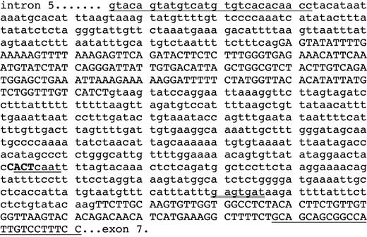 Figure 4. Sequence of a fragment of the CMP–sialic acid transporter gene of the maternal genomic DNA amplified with the underlined primers (Table 1). This fragment contains the 3′ terminus of intron 5, the exon 6, the intron 6, and the beginning of exon 7 (exons in capital letters and introns in lowercase letters). The sequence of the intron 6 revealed the homozygous insertion of 4 bases CACT (bold capitals) inducing a new snRNA U2 site (ACTcaat, double underlined) in all the clones of the maternal genomic DNA. The original putative snRNA U2 site at 27 base pairs downstream from the acceptor splice site (gagtgat) is also double underlined. The sequence of the eukaryote consensus snRNA U2 site is YNYYRAY.23,24