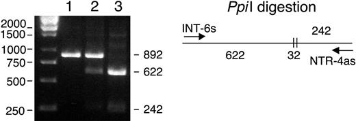 Figure 5. Ppi I restriction pattern of the human intron 6 fragments amplified with primers INT-6s and NTR-4as (Table 1). Wild type (1), heterozygous blood donor (2), and maternal homozygous (3) with the double CACT insertion. A single undigested band of 892 bp is seen with the wild type. The heterozygous individual presents the wild-type 892-bp band and 2 lower bands of 622 and 242 bp from the digested mutated allele. The maternal sequence presents the homozygous mutated profile with the 2 digested bands of 622 and 242 bp. The Ppi I enzyme cuts twice before and after the digestion site, giving 2 large fragments of 622 and 242 bp and a small fragment of 32 bp (not shown).