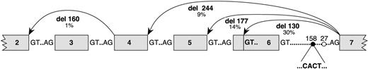 Figure 6. Splice mutation variants expressed in a heterozygous CACT individual. The insertion CACT detected in the intron 6 of the CMP–sialic acid transporter is located at 158 bp upstream from the splice acceptor site (•). This insertion creates a new U2 snRNA site that is in competition with the putative normal U2 snRNA site (○) located 27 bp upstream from the splice acceptor site. Five different transcript variants were detected among the 70 sequenced clones: wild-type gene (47%), partial skipping of exon 6 (29%), full skipping of exon 6 (14%), full skipping of exons 5 and 6 (9%), and partial skipping of exon 6 plus full skipping of exon 3 (1%).