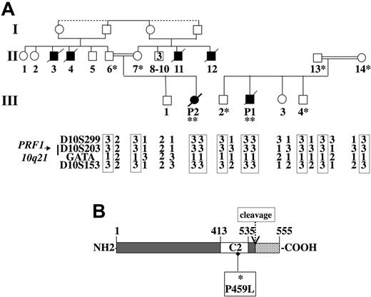Figure 2. Family pedigrees, haplotype analysis of polymorphic markers spanning the perforin locus on chromosome 10q21, and mutation detection in the perforin gene. (A) Affected patients are homozygous at the perforin locus for all the markers tested. The same alleles of the markers spanning the perforin locus were inherited by patients 1 and 2, who belong to 2 different families. The same mutation was identified as homozygous (**) in the patients and heterozygous (*) in their parents and some of their siblings. (B) Schematic representation of the perforin protein. The open box represents the calcium-binding domain (C2) and the dashed box represents the C-terminal part of the protein that is cleaved during protein maturation. The missense mutation identified in the patients' perforin C2 domain is shown.