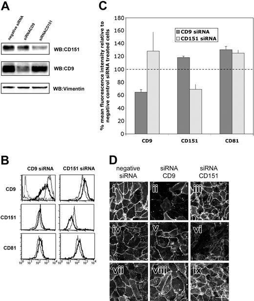 Figure 2. siRNA knocking down of tetraspanins CD9 and CD151 in HUVECs. (A) Analysis by Western blot of the expression of tetraspanins CD9 and CD151 in total-cell lysates of siRNA-transfected cells. Loading control for vimentin is also shown. Densitometric analysis of the experiment shown gave a reduction in the total protein amount of 70% for CD151 and 40% for CD9 expression. (B) Flow cytometry analysis of the expression of tetraspanins (anti-CD9 VJ1/20, anti-CD151 LIA1/1, anti-CD81 I.33.2.2) in tetraspanin siRNA-treated HUVECs. Negative siRNA-treated cells are shown in thin lines. Thick lines correspond to the expression in tetraspanin siRNA-transfected cells. Negative control PX63 is shown in dotted lines. The histograms are depicted in a logarithmic scale. (C) Quantitative analysis of the mean fluorescence intensity of CD9, CD151, and CD81 in tetraspanin siRNA-transfected cells. Data represent the mean of 2 independent experiments ±SD as the percentage of the expression referred to that of negative control siRNA-transfected cells. (D) Immunofluorescence analysis of CD9 (i-iii), CD151 (iv-vi), and CD81 expression (vi-ix) and localization in HUVECs transfected with siRNA specific for endothelial tetraspanins CD9 and CD151 as well as the negative oligonucleotide. Images were acquired by confocal microscopy using the same photomultipliers parameters in control and tetraspanin-interfered cells. Maximum projection of the whole confocal image stack is shown. Scale bar equals 40 μm.
