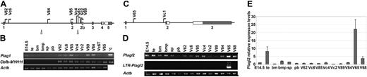 Figure 1. Plag1 and PLAGL2 are overexpressed in RIM-AML samples. (A) Representation of Plag1-RIM insertions (V62, Vc6, V84, V85, VC4, V61, VC2, V89). Thin arrows indicate location of retroviral insertions and direction of LTR-transcription. Triangles indicate regions of chromosomal breakpoints in pleomorphic adenomas.22 Boxes indicate exons, including untranslated (▦) and translated (□) regions, and alternatively spliced exon 2b (▤). (B) RT-PCR analysis of Plag1 (top panel), Cbfb-MYH11 (middle panel), andActb (β-actin) (bottom panel), including whole embryo day 14.5 (E14.5), testis (te), bone marrow (bm), hematopoietic progenitor-enriched bone marrow (bmp; bone marrow 6 days after 5-fluorouracil treatment), spleen (sp), peripheral blood white blood cells (pb), Plag1-associated RIM-AML samples (V62, Vc6, V85, Vc4, Vc2, V89, and V84), Vc6 transplant (Vc6T), Plagl2-associated AML sample (V65), and 0.1 ng Plag1 plasmid control (+c). (C) Representation of Plagl2-RIM insertions (Vc1 and V65). Arrows indicate location of retroviral insertions and direction of LTR-transcription. Boxes indicate exons, including untranslated (▦) and translated (□) regions. (D) RT-PCR analysis of Plagl2 (top panel), Plagl2 transcribed from viral LTR (middle panel), and Actb (bottom panel); including hematopoietic tissues, Plag1-associated RIM-AML samples (V62, Vc6, V85, Vc4, Vc2, V89, and V84), Plagl2 RIM-AML sample V65, and a representative RIM-AML sample with no viral insertion near Plag1 or Plagl2 (V68). (E) Quantitative PCR analysis of Plagl2, using Plagl2 specific primers, in normal and leukemic samples. Expression levels were normalized to Actb and shown relative to sample E14.5 (E14.5 = 1). Error bars indicate standard errors from duplicate experiments.