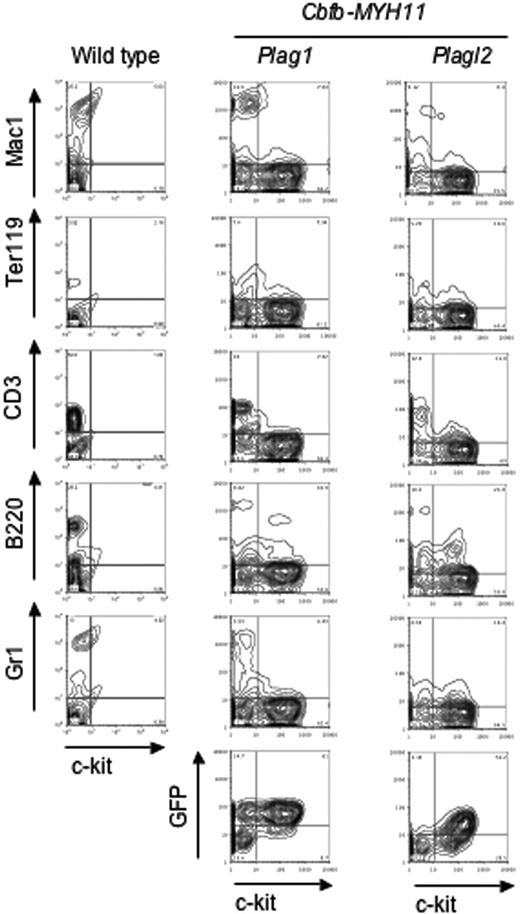 Figure 3. Peripheral blood leukemic cells are Lin-/c-kit+ and GFP+. Representative examples of peripheral blood leukemic cell FACS analysis. FACS analysis of lineage markers (Gr1, B220, CD3, Ter119, and Mac1) and GFP, versus hematopoietic progenitor marker (c-kit) for wild-type (left column) and leukemic cells expressing either Cbfb-MYH11/Plag1 (middle column) or Cbfb-MYH11/PLAGL2 (right column).
