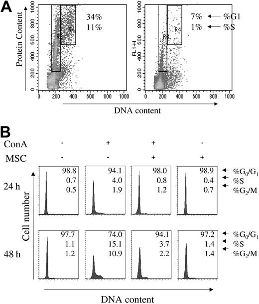 Figure 5. Effect of MSCs on DNA protein synthesis and on the cell cycle. (A) C57BL/6 splenocytes (2.5 × 106) were stimulated with 10 μg/mL ConA in the absence (left) or the presence (right) of MSCs (1 × 105). After 48 hours, cells were harvested, and protein and DNA content were quantified using FITC and PI staining. FACS profiles show T-cell G1-phase protein content (FITC) and S-phase DNA synthesis (PI). (B) C57BL/6 splenocytes (2.5 × 106) were stimulated with 10 μg/mL ConA for 24 and 48 hours in the presence or absence of MSCs (1 × 105). Intracellular protein and DNA content were assessed using FITC and PI staining and were analyzed using cytofluorometry. FACS plots are representative of 1 of 3 experiments of identical design.