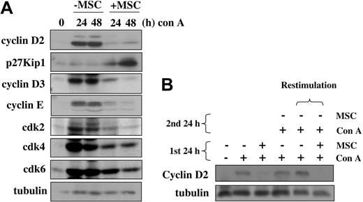 Figure 6. MSCs irreversibly inhibit expression of cyclin D2. (A) C57BL/6 splenocytes (2 × 106) were stimulated with 10 μg/mL ConA in the presence or absence of MSCs (1 × 105) for 24 or 48 hours. At these times, MSCs were removed, cell pellets were lysed, and 25 mg protein was loaded onto 7% and 10% SDS-PAGE gels and was separated by electrophoresis. Proteins were transferred onto membranes and incubated with antibodies against cyclin D2 (33 kDa), p27Kip1 (27 kDa), cyclin D3 (31 kDa), cyclin E (50 kDa), cdk2 (34 kDa), cdk4 (34 kDa), cdk6 (40 kDa), and β-tubulin (55 kDa). (B) C57BL/6 splenocytes (2 × 106) were stimulated with 10 μg/mL ConA in the presence or absence of MSCs (1 × 105) for 24 and 48 hours. After 24 hours, cultures were harvested, and, after MSC removal, T cells were restimulated with ConA for another 24 hours (lane 6). Cells were then collected and analyzed for cyclin D2 expression. The stimulation of T cells in the absence of MSCs for 48 hours (lane 4) indicates the kinetics of increase in cyclin D2 expression.