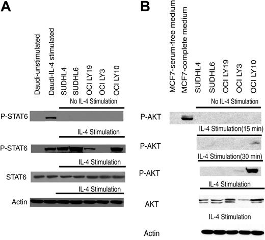 Figure 3. IL-4 signaling in GCB-like and ABC-like DLBCL cell lines. GCB-like (SUDHL6, SUDHL4, OCILY19) and ABC-like (OCILY10, OCILY3) DLBCL cell lines were assessed for activation of STAT6 and AKT following IL-4 (100 U/mL) stimulation by immunoblotting cellular lysate protein with anti-pSTAT6 (A) and antiphosphorylated AKT (serine 473; B) antibodies. Unstimulated and IL-4-stimulated Daudi cells are used as a negative and positive control for pSTAT6. MCF7 cells in serum-free medium (24 hours) and in complete medium are used as a negative and positive control for pAKT.