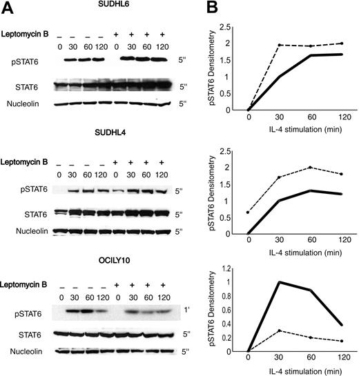 Figure 6. Effects of STAT6 nuclear export inhibitor leptomycin B on nuclear STAT6 and pSTAT6 in the GCB-like and ABC-like DLBCL cell lines. (A) GCB-like (SUDHL6 and SUDHL4) and ABC-like (OCILY10) DLBCL cell lines were stimulated with IL-4 (100 U/mL) for the indicated times with and without 3 hours preincubation with leptomycin B (10 ng/mL). Nuclear protein extract was immunoblotted with anti-pSTAT6, anti-STAT6, and antinucleolin antibodies. Exposure time of every blot is indicated (5 seconds or 1 minute). (B) pSTAT6 densitometry measurements of the demonstrated blots. The results shown represent a fold change of pSTAT6/nucleolin densitometry ratio at each condition compared with the IL-4 stimulation alone at 30 minutes in the same cell line. The solid line indicates IL-4 alone; the dotted line, IL-4 and leptomycin B.