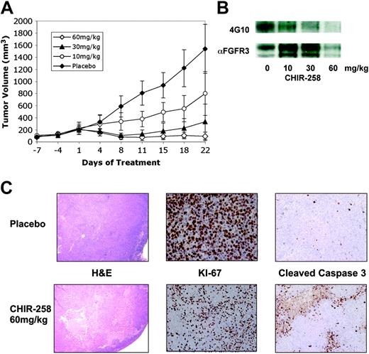 Figure 5. CHIR-258 inhibits FGFR3 phosphorylation and demonstrates antitumor effects in vivo. (A) When tumor size reached 200 mm3, mice were randomly assigned (8-10/group) to receive vehicle alone () or varying doses of CHIR-258 (○, 10 mg/kg; ▴, 30 mg/kg; ⋄, 60 mg/kg) daily by oral gavage for 21 days. Results are tumor volume, mean ± SD mm3, plotted against time. (B) At the completion of treatment, mice from each treatment group were humanely killed, and the tumors were removed for assay. Tumors were immediately homogenized in ice-cold lysis buffer and FGFR3 was immunoprecipitated from 1 mg protein with antihuman FGFR3 and immunoblotting with antiphosphotyrosine antibody (4G10) was performed (top row). Then blot was stripped and probed with an anti-FGFR3 antibody (αFGFR3) as a loading control (bottom row). (C) KMS11-derived tumors were analyzed by hematoxylin and eosin (H & E) staining (10 × magnification) and immunostaining for Ki-67 and cleaved caspase 3 (40 × magnification). Shown are representative data from vehicle- and 60 mg/kg-treated mice.