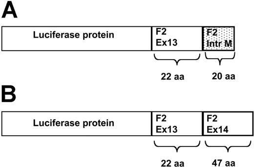 Figure 1. Schematic representation of the luciferase-prothrombin fusion proteins. (A) Luciferase-prothrombin fusion protein translated from a nonspliced mRNA. Absence of splicing leads to the production of a luciferase protein with a tail derived from exon 13 and part of intron M of prothrombin. (B) Luciferase-prothrombin fusion protein translated from a spliced mRNA. In the event of correct splicing, a luciferase protein connected to a protrombin-derived tail is formed. The prothrombin tail is produced from the translation of exon 13 and 14. aa indicates amino acids.