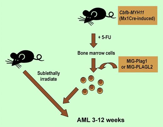 Mice with a Cbfb-MYH11 allele that was created using Cre-Lox technology. Following treatment with 5-fluorouracil for 6 days, bone marrow cells were harvested and infected with MIG retrovirus expressing Plag1 or PLAGL2 or MIG alone. Cells were transplanted into sublethally irradiated mice and observed for leukemia.