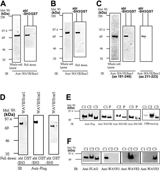 Figure 1. The presence of WAVE1, WAVE2, and WAVE3 in human platelets. (A-C) Whole cell lysates from platelets (7.5 × 106 cells) or the precipitates eluted from glutathione Sepharose, which had been immobilized with GST or GST-SH3 of abl and then incubated with platelet lysates, were examined for the presence of WAVE1 (A), WAVE2 (B), or WAVE3 (C), as indicated by SDS-PAGE electrophoresis followed by immunoblotting. For WAVE3, 2 polyclonal antibodies were used (see “Materials and methods”). (D) Cos7 cells were transfected with FLAG-tagged WAVE1 to WAVE3 and lysed. The cell lysates (500 μg) were incubated with glutathione Sepharose, which had been immobilized with GST or GST-SH3 of abl. The presence of WAVE1 to WAVE3 was examined as in panels A to C by using an anti-FLAG monoclonal antibody (M2). (E) Whole cell lysates from Cos7 cells expressing similar amounts of FLAG-tagged WAVE1 to WAVE3 or whole-cell lysates from platelets (7.5 × 106 cell) were subjected to SDS-PAGE electrophoresis, followed by immunoblotting as indicated. (Far right panel) FLAG-tagged WAVE proteins were purified with anti-FLAG M2–conjugated agarose, subjected to SDS-PAGE electrophoresis, and stained by CBB. (C1-3 indicates lysates from Cos7 cells expressing FLAG-tagged WAVE1-WAVE3; P, platelet whole-cell lysates). (F) The lysates (20 μg/lane) of Cos7 cells expressing WAVE1 to WAVE3 (C1-3) were subjected to SDS-PAGE, followed by immunoblotting with anti-FLAG (far left panel) or anti-WAVE1 to -WAVE3 as indicated. Mol. Wt. indicates molecular weight in kilodaltons.