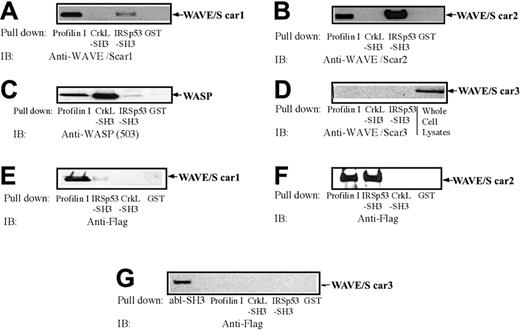 Figure 2. In vitro binding of GST fusion proteins to WAVEs and WASP. (A-D) Platelet lysates prepared without stimulation were subjected to GST pull-down assay. The precipitates eluted from glutathione Sepharose, which had been immobilized with GST, GST–profilin I, GST-SH3 domain of IRSp53, or GST-SH3 (the amino terminal SH3) of CrkL, were equally divided and examined for the presence of WAVE1 (A), WAVE2 (B), WASP (C), or WAVE3 (D) as indicated by immunoblotting. For WAVE3 (D), whole-cell lysates from platelets (7.5 × 106 cells) were also subjected to SDS-PAGE followed by immunoblotting. (E-G) Cos7 cells were transfected with FLAG-tagged WAVE1 (E), WAVE2 (F), or WAVE3 (G) and lysed. The cell lysates (500 μg) were incubated with glutathione Sepharose, which had been immobilized with GST, GST-SH3 of abl, GST–profilin I, GST-SH3 domain of IRSp53, or GST-SH3 (the amino terminal SH3) of CrkL as indicated. The presence of WAVE1 to WAVE3 was examined by using an anti-FLAG monoclonal antibody (M2).